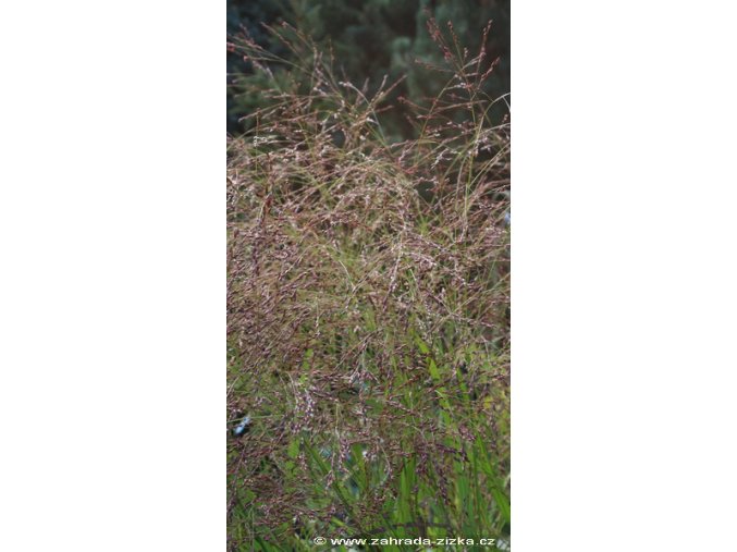 Panicum virgatum 'Squaw' - okrasné proso
