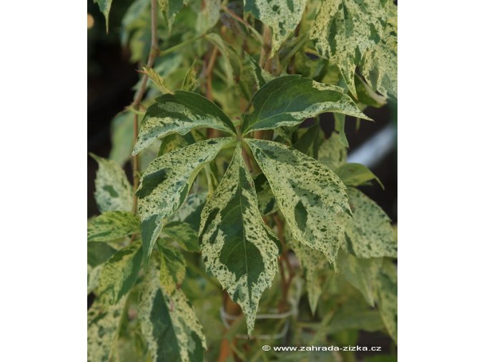 Parthenocissus quinquefolia 'Star Showers' - přísavník
