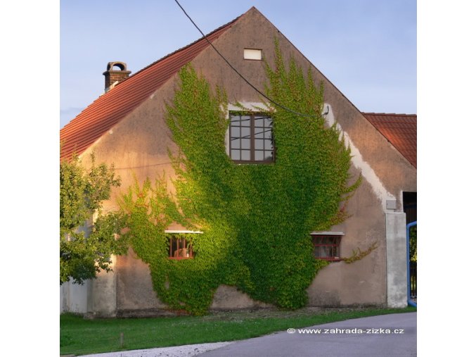Parthenocissus tricuspidata 'Veitchii' - přísavník trojcípý