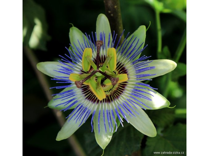 Passiflora caerulea - mučenka