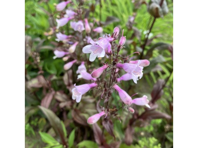 Penstemon digitalis 'Husker Red' - dračík náprstníkový