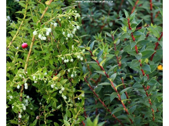 Pernettya mucronata 'Coccinea' - pernetie zašpičatělá