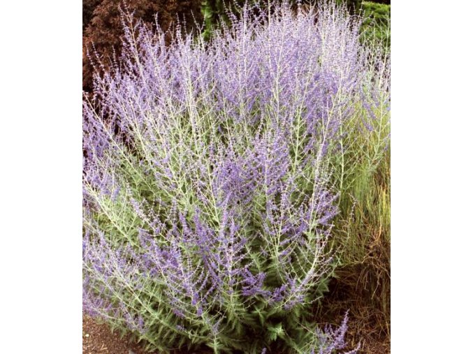 Perovskia atriplicifolia 'Blue Spire' - perovskie lebedolistá