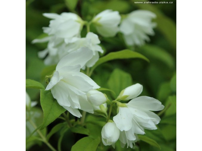 Philadelphus 'Little White Love' - pustoryl/ nepravý jasmín