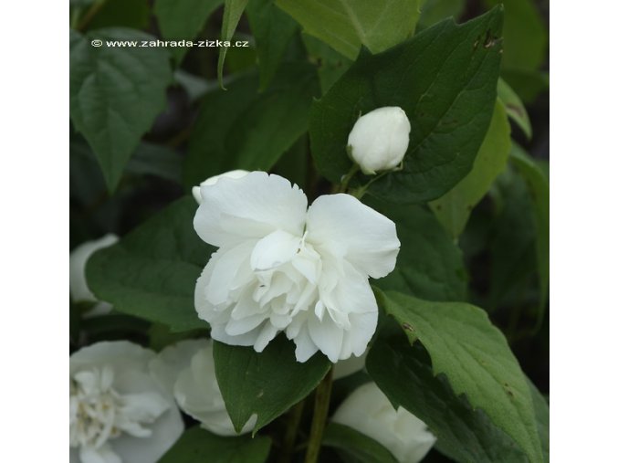Philadelphus virginalis 'Virginal' - pustoryl, nepravý jasmín