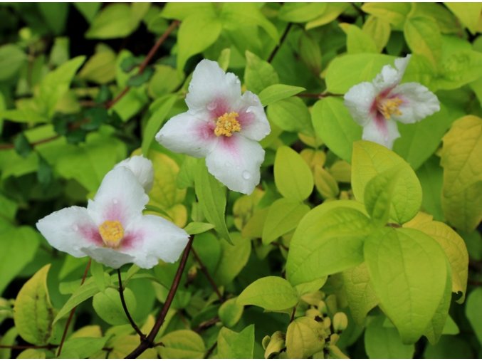 Philadelphus 'Yellow Cab' - pustoryl, nepravý jasmín