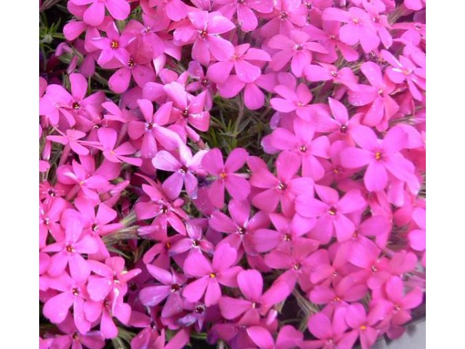 Phlox douglasii 'Crackerjack' - plamenka