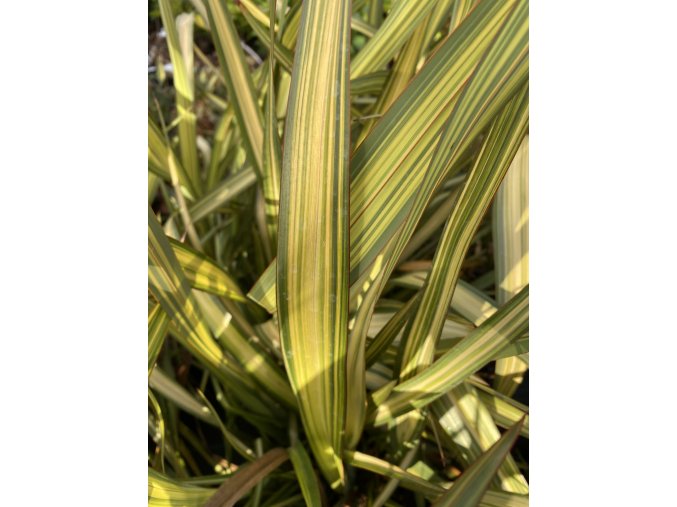 Phormium 'Apricot Queen' - lenovník