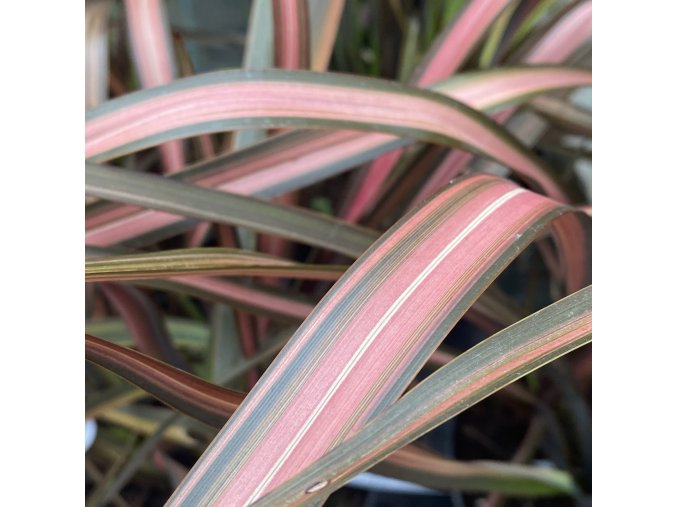 Phormium 'Pink Panther' - lenovník