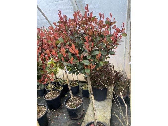 Photinia fraserii (x) 'Little Red Robin' kmínek - blýskavka Fraserova