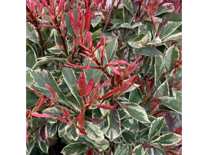 Photinia fraserii (x) 'Pink Marble' - blýskavka Fraserova