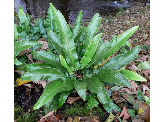Phyllitis scolopendrium - jelení jazyk