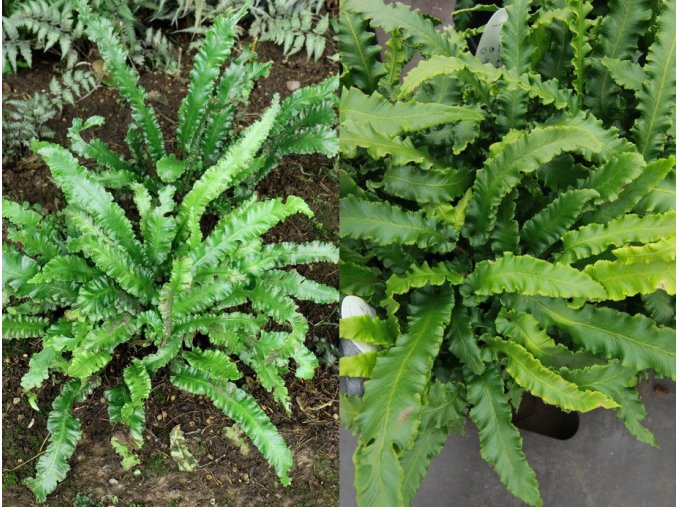 Phyllitis scolopendrium 'Angustifolium' - jelení jazyk