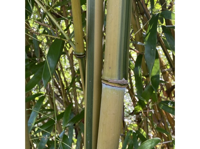 Phyllostachys aureosulcata 'Spectabilis' - bambus