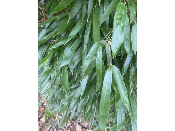 Phyllostachys aureosulcata 'Spectabilis' - bambus