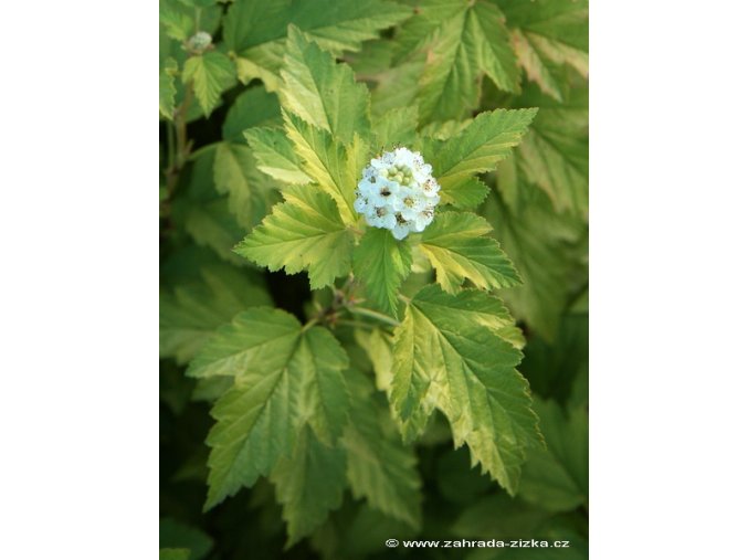 Physocarpus capitatus 'Tilden Park' - tavola