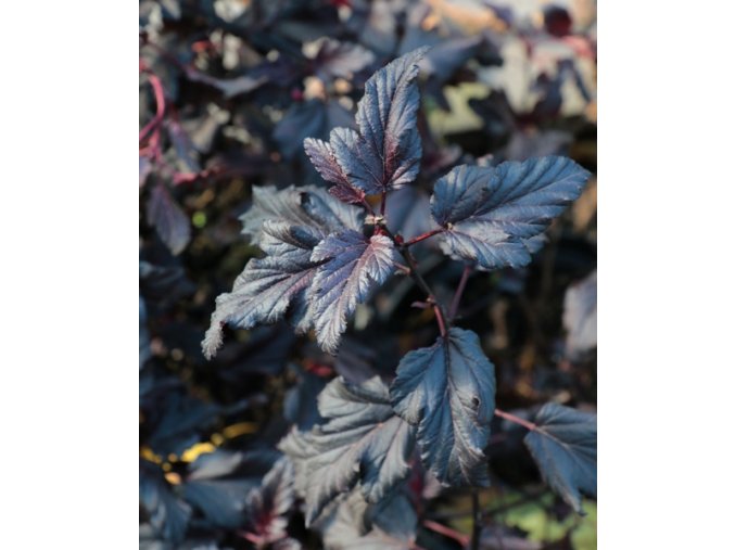 Physocarpus opulifolius 'All Black' - tavola kalinolistá