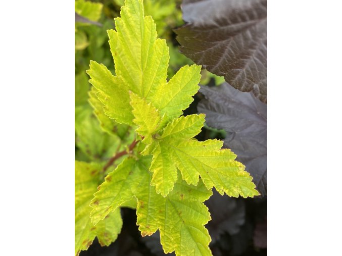 Physocarpus opulifolius 'Cristata' - tavola kalinolistá