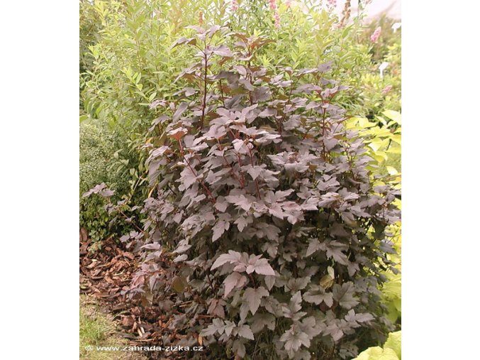 Physocarpus opulifolius 'Diabollo'® - tavola kalinolistá