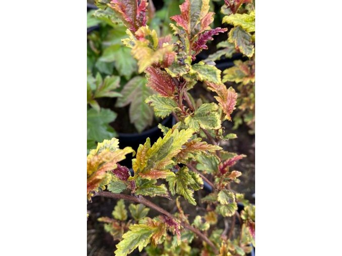 Physocarpus opulifolius 'Chameleon' - tavola