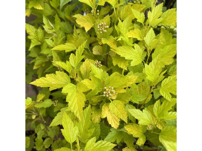 Physocarpus opulifolius 'Magical Raspberry Lemonade' - tavola kalinolistá