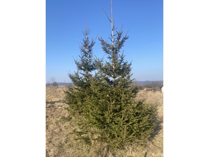Picea abies - smrk ztepilý
