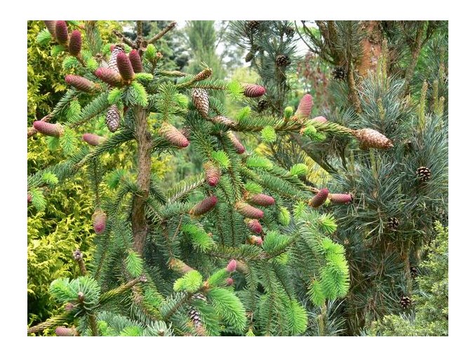Picea abies 'Acrocona' - smrk ztepilý