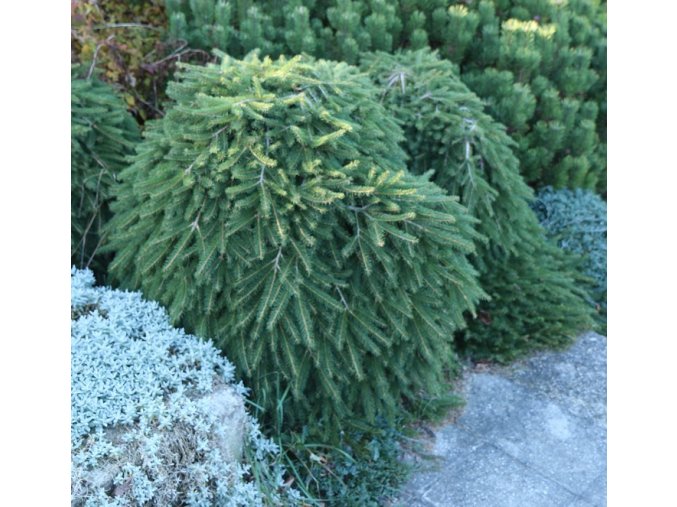 Picea abies 'Formánek' kmínek - smrk ztepilý