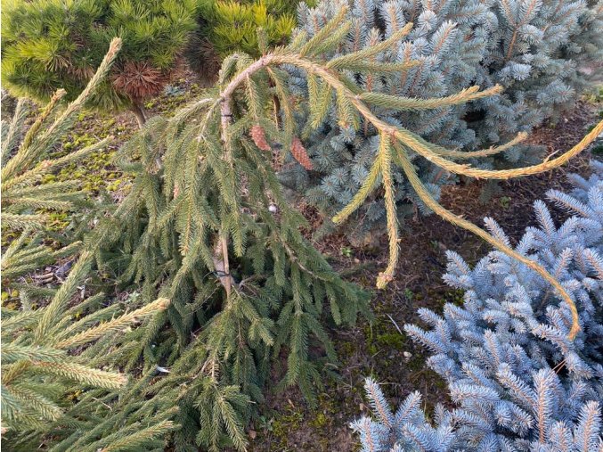 Picea abies 'Frohburg' kmínek - smrk ztepilý