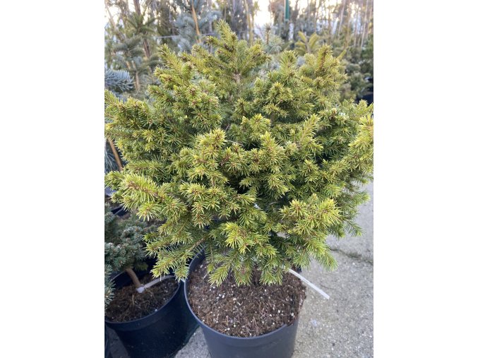 Picea abies 'Klisinec' - smrk ztepilý