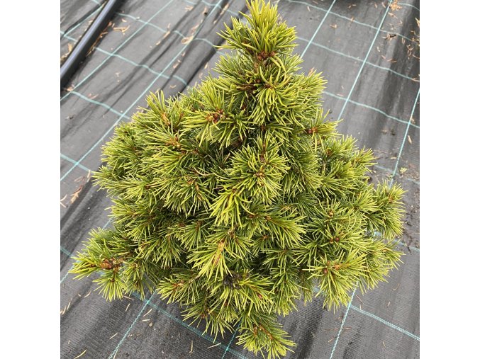 Picea abies 'Mikulášovice' WB - smrk ztepilý