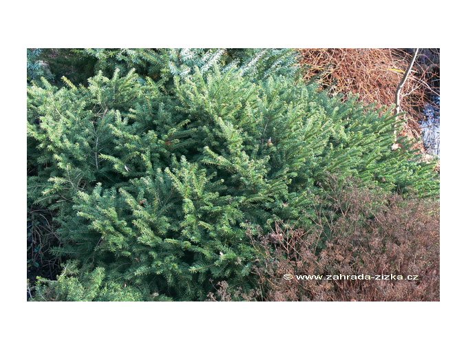 Picea abies 'Nidiformis' - smrk ztepilý