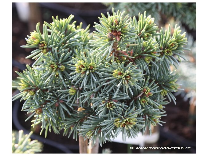 Picea abies 'Paleček' - smrk ztepilý