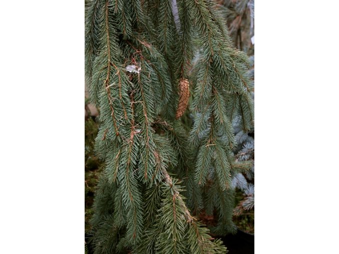 Picea abies 'Pendula Bohemica' - smrk ztepilý