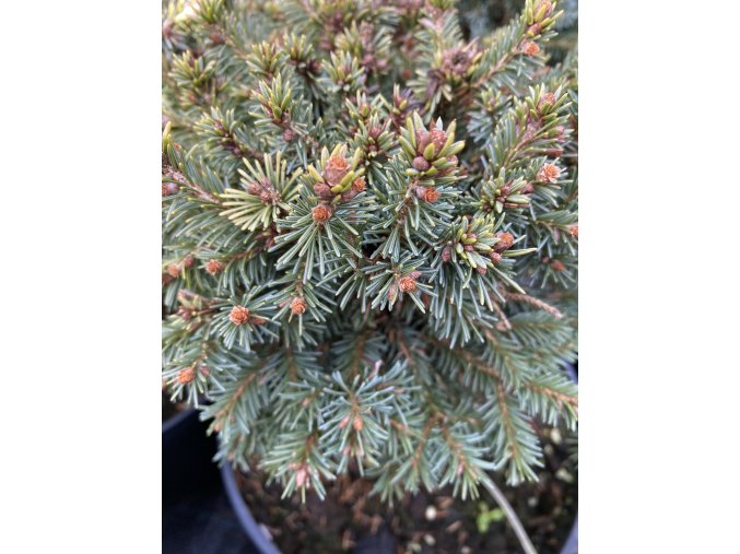 Picea abies 'Podskala WB' smrk ztepilý