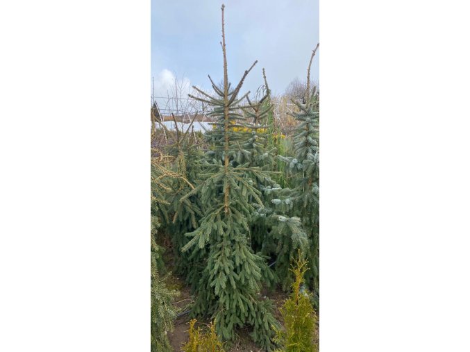 Picea abies 'Rothenhaus' balové - smrk ztepilý