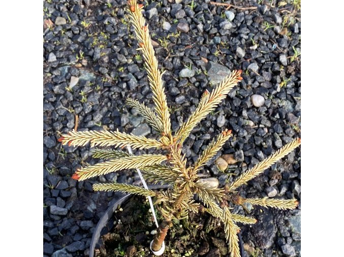 Picea abies 'Silver Star' - smrk ztepilý