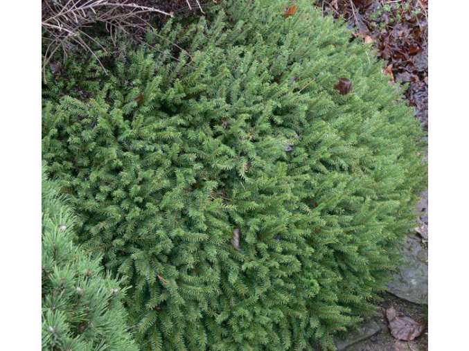 Picea abies 'Tabuliformis' - smrk ztepilý