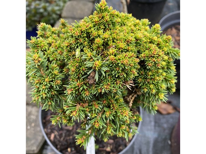 Picea abies 'Van Bohmel' - smrk ztepilý