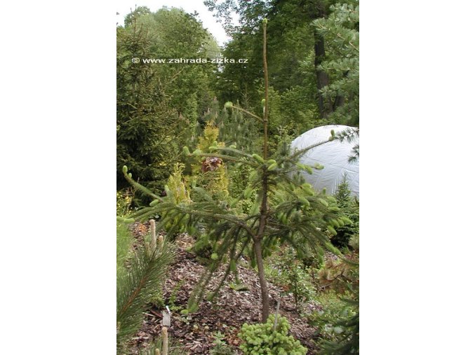 Picea abies 'Virgata' - smrk ztepilý