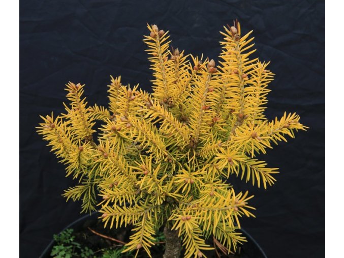 Picea abies 'Yellow Kornell Dwarf' - smrk ztepilý
