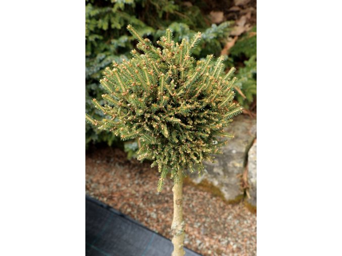 Picea abies 'Zaječice' WB kmínek - smrk ztepilý