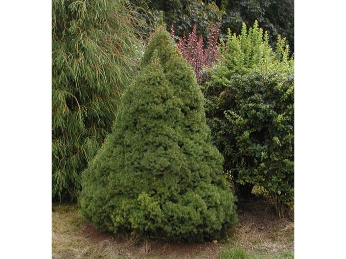 Picea glauca 'Conica' - smrk sivý