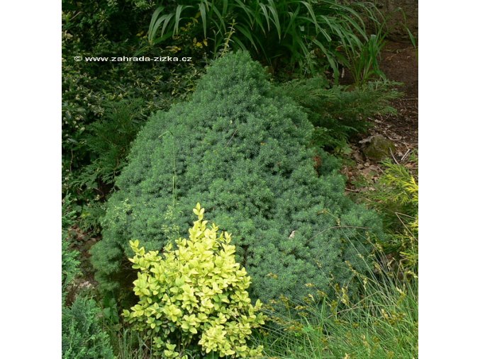 Picea glauca 'Conica Globe' - smrk sivý