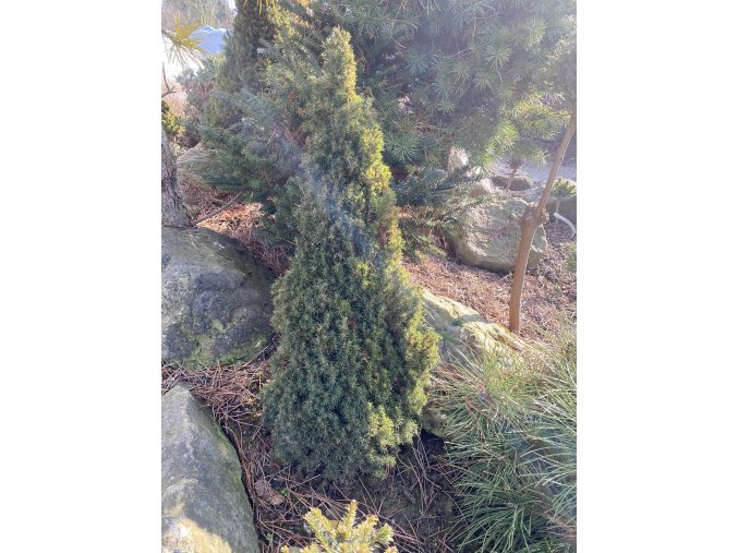 Picea glauca 'Laurin' - smrk sivý