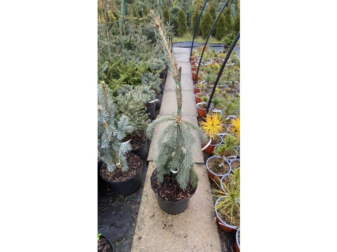 Picea glauca 'Pendula' - smrk sivý