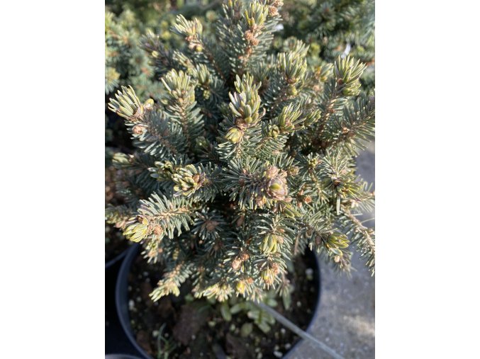 Picea glauca 'Paleček ' - smrk sivý