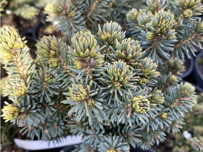 Picea glauca 'Stanley Pygmy' - smrk sivý
