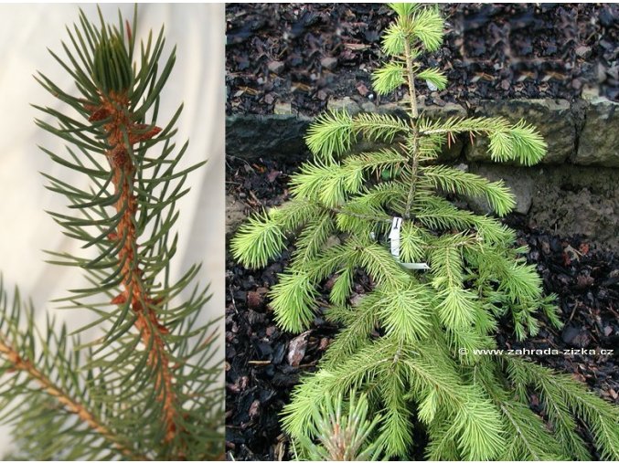 Picea chihuahuana - smrk
