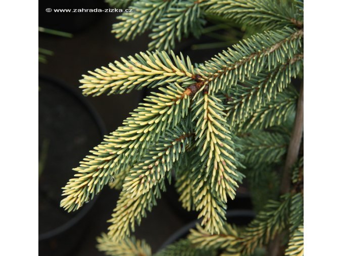 Picea mariana 'Aurea' - smrk černý